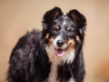 Border_Collie_Mischling_Maggy_Tricolor_Hundefotografie_Tierfotografie_Fotografin_Christine_Hemlep_Wald_Herbst_Laub (11).jpg