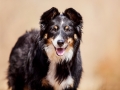 Border_Collie_Mischling_Maggy_Tricolor_Hundefotografie_Tierfotografie_Fotografin_Christine_Hemlep_Wald_Herbst_Laub (13).jpg