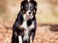 Border_Collie_Mischling_Maggy_Tricolor_Hundefotografie_Tierfotografie_Fotografin_Christine_Hemlep_Wald_Herbst_Laub (15).jpg