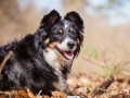 Border_Collie_Mischling_Maggy_Tricolor_Hundefotografie_Tierfotografie_Fotografin_Christine_Hemlep_Wald_Herbst_Laub (19).jpg
