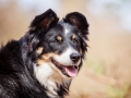 Border_Collie_Mischling_Maggy_Tricolor_Hundefotografie_Tierfotografie_Fotografin_Christine_Hemlep_Wald_Herbst_Laub (21).jpg