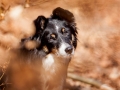 Border_Collie_Mischling_Maggy_Tricolor_Hundefotografie_Tierfotografie_Fotografin_Christine_Hemlep_Wald_Herbst_Laub (3).jpg