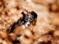 Border_Collie_Mischling_Maggy_Tricolor_Hundefotografie_Tierfotografie_Fotografin_Christine_Hemlep_Wald_Herbst_Laub (5).jpg