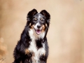 Border_Collie_Mischling_Maggy_Tricolor_Hundefotografie_Tierfotografie_Fotografin_Christine_Hemlep_Wald_Herbst_Laub (7).jpg