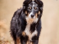 Border_Collie_Mischling_Maggy_Tricolor_Hundefotografie_Tierfotografie_Fotografin_Christine_Hemlep_Wald_Herbst_Laub (9).jpg