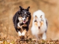 Border_Collie_Mischling_Maggy_Tricolor_Langhaarcollie_Rough_Collie_Gaia_bluemerle_Hundefotografie_Tierfotografie_Wald_Herbst_Laub (3).jpg