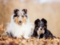 Border_Collie_Mischling_Maggy_Tricolor_Langhaarcollie_Rough_Collie_Gaia_bluemerle_Hundefotografie_Tierfotografie_Wald_Herbst_Laub (5).jpg