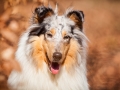 Langhaarcollie_Rough_Collie_Gaia_bluemerle_Hundefotografie_Tierfotografie_Fotografin_Christine_Hemlep_Wald_Herbst_Laub (1).jpg