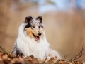 Langhaarcollie_Rough_Collie_Gaia_bluemerle_Hundefotografie_Tierfotografie_Fotografin_Christine_Hemlep_Wald_Herbst_Laub (11).jpg