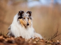 Langhaarcollie_Rough_Collie_Gaia_bluemerle_Hundefotografie_Tierfotografie_Fotografin_Christine_Hemlep_Wald_Herbst_Laub (15).jpg