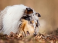 Langhaarcollie_Rough_Collie_Gaia_bluemerle_Hundefotografie_Tierfotografie_Fotografin_Christine_Hemlep_Wald_Herbst_Laub (17).jpg