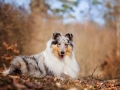 Langhaarcollie_Rough_Collie_Gaia_bluemerle_Hundefotografie_Tierfotografie_Fotografin_Christine_Hemlep_Wald_Herbst_Laub (19).jpg