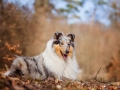 Langhaarcollie_Rough_Collie_Gaia_bluemerle_Hundefotografie_Tierfotografie_Fotografin_Christine_Hemlep_Wald_Herbst_Laub (21).jpg