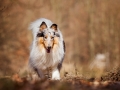 Langhaarcollie_Rough_Collie_Gaia_bluemerle_Hundefotografie_Tierfotografie_Fotografin_Christine_Hemlep_Wald_Herbst_Laub (23).jpg