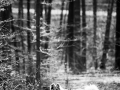 Langhaarcollie_Rough_Collie_Gaia_bluemerle_Hundefotografie_Tierfotografie_Fotografin_Christine_Hemlep_Wald_Herbst_Laub (28).jpg