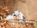 Langhaarcollie_Rough_Collie_Gaia_bluemerle_Hundefotografie_Tierfotografie_Fotografin_Christine_Hemlep_Wald_Herbst_Laub (29).jpg