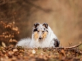 Langhaarcollie_Rough_Collie_Gaia_bluemerle_Hundefotografie_Tierfotografie_Fotografin_Christine_Hemlep_Wald_Herbst_Laub (31).jpg