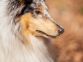 Langhaarcollie_Rough_Collie_Gaia_bluemerle_Hundefotografie_Tierfotografie_Fotografin_Christine_Hemlep_Wald_Herbst_Laub (9).jpg