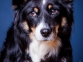 Border_Collie_Mischling_Magg_tricolor_Studioaufnahme_Studio_Portrait_Portaet_Hundefotografie_marburg (1).jpg