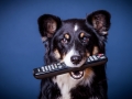 Border_Collie_Mischling_Magg_tricolor_Studioaufnahme_Studio_Portrait_Portaet_Hundefotografie_marburg (3).jpg