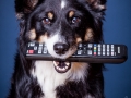 Border_Collie_Mischling_Magg_tricolor_Studioaufnahme_Studio_Portrait_Portaet_Hundefotografie_marburg (5).jpg