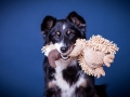 Border_Collie_Mischling_Magg_tricolor_Studioaufnahme_Studio_Portrait_Portaet_Hundefotografie_marburg (7).jpg