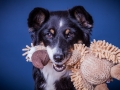 Border_Collie_Mischling_Magg_tricolor_Studioaufnahme_Studio_Portrait_Portaet_Hundefotografie_marburg (9).jpg