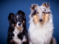 Langhaarcollie_Rough_Collie_bluemerle_Gaia_Langhaar_Maggy_Border_tricolor_Studioaufnahme_Studio_Portrait_Portaet (1).jpg