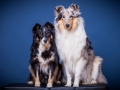 Langhaarcollie_Rough_Collie_bluemerle_Gaia_Langhaar_Maggy_Border_tricolor_Studioaufnahme_Studio_Portrait_Portaet (3).jpg