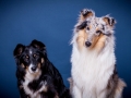 Langhaarcollie_Rough_Collie_bluemerle_Gaia_Langhaar_Maggy_Border_tricolor_Studioaufnahme_Studio_Portrait_Portaet (5).jpg