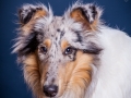 Langhaarcollie_Rough_Collie_bluemerle_Gaia_Langhaar_Studioaufnahme_Studio_Portrait_Portaet_Hundefotografie_marburg (1).jpg