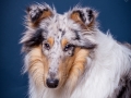 Langhaarcollie_Rough_Collie_bluemerle_Gaia_Langhaar_Studioaufnahme_Studio_Portrait_Portaet_Hundefotografie_marburg (3).jpg