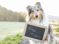 Hundemaedchen_Gaia_Maggy_Langhaarcollie_Border_Collie_Mischling_youtube_Kanaltrailer_Tafel_Free_Kisses_Kuss_Halten_Trick