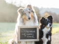 Hundemaedchen_Gaia_Maggy_Langhaarcollie_Border_Collie_Mischling_youtube_Kanaltrailer_Tafel_Hunde