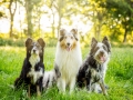 Hundemaedchen_Maggy_Gaia_Rough_Collie_Bordercollie_Border_Mischling_Hundefreunde_Kaszah_Spaziergang_Urlaub (1)