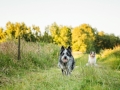 Hundemaedchen_Maggy_Gaia_Rough_Collie_Bordercollie_Border_Mischling_Hundefreunde_Kaszah_Spaziergang_Urlaub (14)