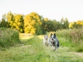 Hundemaedchen_Maggy_Gaia_Rough_Collie_Bordercollie_Border_Mischling_Hundefreunde_Kaszah_Spaziergang_Urlaub (16)