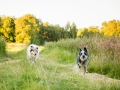 Hundemaedchen_Maggy_Gaia_Rough_Collie_Bordercollie_Border_Mischling_Hundefreunde_Kaszah_Spaziergang_Urlaub (18)