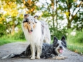 Hundemaedchen_Maggy_Gaia_Rough_Collie_Bordercollie_Border_Mischling_Hundefreunde_Kaszah_Spaziergang_Urlaub (20)