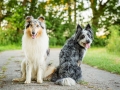 Hundemaedchen_Maggy_Gaia_Rough_Collie_Bordercollie_Border_Mischling_Hundefreunde_Kaszah_Spaziergang_Urlaub (24)