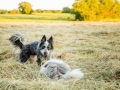 Hundemaedchen_Maggy_Gaia_Rough_Collie_Bordercollie_Border_Mischling_Hundefreunde_Kaszah_Spaziergang_Urlaub (26)