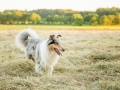 Hundemaedchen_Maggy_Gaia_Rough_Collie_Bordercollie_Border_Mischling_Hundefreunde_Kaszah_Spaziergang_Urlaub (28)