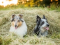 Hundemaedchen_Maggy_Gaia_Rough_Collie_Bordercollie_Border_Mischling_Hundefreunde_Kaszah_Spaziergang_Urlaub (32)
