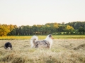 Hundemaedchen_Maggy_Gaia_Rough_Collie_Bordercollie_Border_Mischling_Hundefreunde_Kaszah_Spaziergang_Urlaub (38)