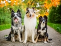 Hundemaedchen_Maggy_Gaia_Rough_Collie_Bordercollie_Border_Mischling_Hundefreunde_Kaszah_Spaziergang_Urlaub (40)