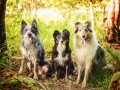 Hundemaedchen_Maggy_Gaia_Rough_Collie_Bordercollie_Border_Mischling_Hundefreunde_Kaszah_Spaziergang_Urlaub (9)