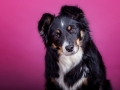 Border_Collie_Mischling_Maggy_tricolor_Weibchen_Studio_Pink_Wand_Studioaufnahme_HemlepFotografie_Marburg_Tierfotografie (1)