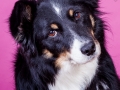 Border_Collie_Mischling_Maggy_tricolor_Weibchen_Studio_Pink_Wand_Studioaufnahme_HemlepFotografie_Marburg_Tierfotografie (3)