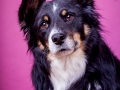 Border_Collie_Mischling_Maggy_tricolor_Weibchen_Studio_Pink_Wand_Studioaufnahme_HemlepFotografie_Marburg_Tierfotografie (5)