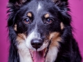 Border_Collie_Mischling_Maggy_tricolor_Weibchen_Studio_Pink_Wand_Studioaufnahme_HemlepFotografie_Marburg_Tierfotografie (7)